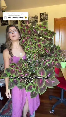 Respuesta a @marlorentemartinez19  #UltaBeautyForward #plantas #coleo #plantcare #plantcaretips #bigplants #fypシ #acuario #lentejas