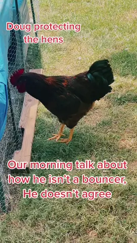 #doug #roostersoftiktok #badchicken 👀🐓🤣