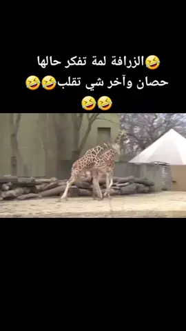 #fypシ 🤣🤣#🇵🇸 #🇮🇶 #🇸🇦 #🇱🇧 #🇱🇾 #🇪🇬 #🇾🇪 #🇶🇦 #🇹🇳 #🇲🇻 #🇸🇾 #🇰🇼 #🇲🇦 #🇩🇿 #🇧🇭 ##ضحك😂 #komedi 🇯🇴 #