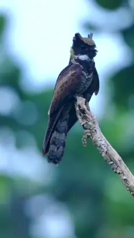 Best nightjar.         (Great Eared Nightjar)