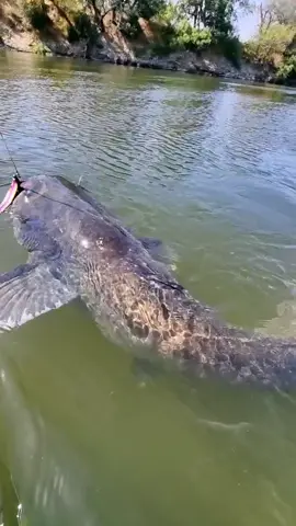 Monster Catfish 🔥 #catfish #siluro #sum #fishing #pesca #wedkarstwo #predatorfish #monsterfish #rivergishing #spinfishing #deporte #sports