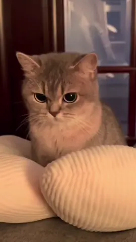 An angry kitty😡😡😡#cute#kitty #cats#pets#soft