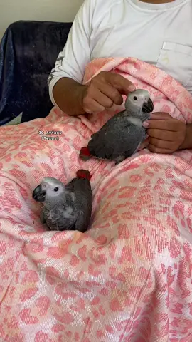 We’re hand feeding and training these congo african grey babies 🐣🥰 They’re so sweet and very spoiled ❤️ #congoafricangrey #africangreyparrot #africangrey #greyparrot #animalsoftiktok #parrotsoftiktok #birdsoftiktok #cuteanimals #psittacuserithacus