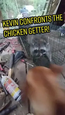 Kevin confronts the chicken getter! Don't worry. No raccoons were harmed. He was relocated. #raccoon #fypシ #fyp #chicken #dog #WeStickTogether #CVSPaperlessChallenge #MickeyFriendsStayTrue