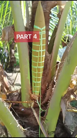 Cara Mengambil Nira Kelapa atau #tuak #Nira #Kelapa #palm #coconut #sap #sapnap #juice #tiktokmalaysia #tiktokindonesia #tiktokbrunei #tiktokthailand #foryourpage #fypm #yourpage #fyppage #foryoupage #fypage #fypchallenge #fypシ #MAHA2022 #myDOA #LamanFlorikultur #MiracleGardenDOA