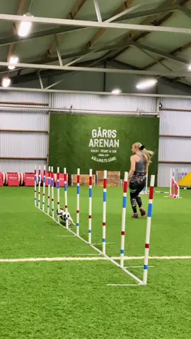 Hopps ni gillar denna videon💘 Vi älskar agility så vi hopps att ni vill hånga med oftare, även på tävlingar! 🥰 Men en fråga, vad är klockan när du ser detta?