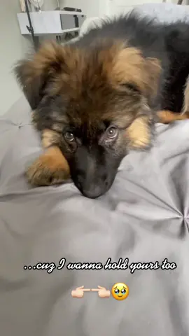 adorable draft #dogsoftiktok #FreestyleFridays #puppiesoftiktok #puppy #foryou #fyp #cutepuppy