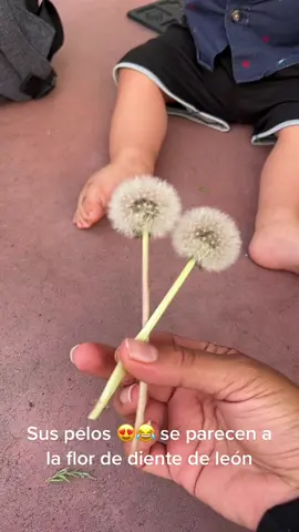 Dandelions hair 😂🥰 #parati #fyp #dandelions