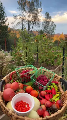 ASMR garden harvest 🍅🌶🍓🥒 #growyourownfood #asmr #gardenharvest #garden #foodforest #homegrown