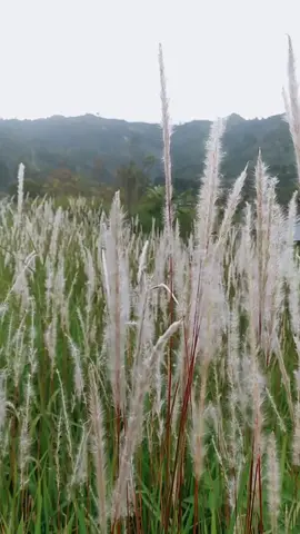 yang suka foto2 disini siapa?😅#flk #nature #jalan #main #ilalang #healing #liburan #weekend #pemandanganindah