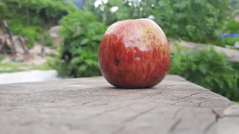 Did you know why so apple turn brown,when exposed to air?When an apple is cut (or bruised), oxygen is introduced into the injured plant tissue. When oxygen is present in cells, polyphenol oxidase (PPO) enzymes in the chloroplasts rapidly oxidize phenolic compounds naturally present in the apple tissues to o-quinones, colorless precursors to brown-colored secondary products.