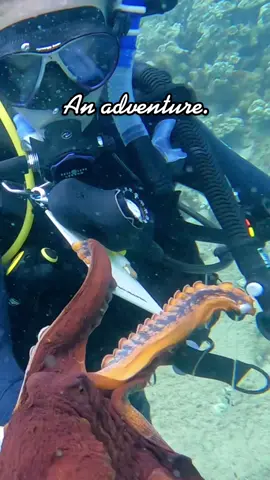 What ‘they’ see vs what ‘we’ see 🧜🏻‍♀️ #comedivewithus #fyp #foryoupage #trending #PostitAffirmations #ocean #travel #fun #wildlife #nature #livelaughlove #happysaturday #photographer #bestpart