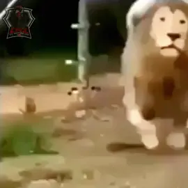 Sahoood 😅 | Lion niyo wala na pang rebond 🤣 #sahod #funnymemes #funny #lion #funnylion😂😂😂😂😂😊😂 #sweldo #trending #ad #CapCut #fypシ #fypage #fypシ゚viral #fyp #ad