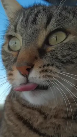 Happy new week 🌞😜🌞 #catsoftiktok #cat #cats #viral #funnycat #funny #happy #cute