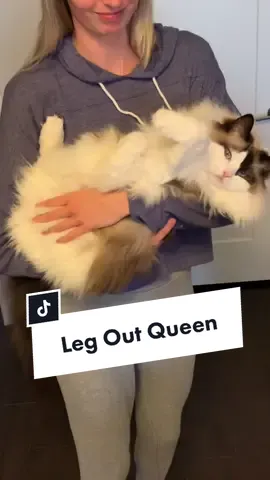 Replying to @pumpkinthefloofball Eevee’s ✨signature pose✨ #toebeans #ragdollcat #floppycat #catleg #catpaw #eevee #catmomlife #funnycat #chillcat #floof #ragdoll #catmama
