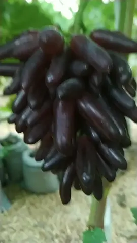 Xellouin kişmiş sortu.