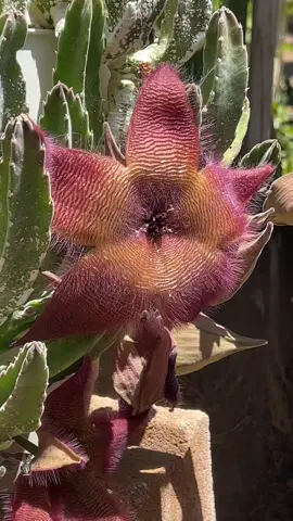 walking through the garden when i SMELLED this. Yeah the flies are loving this Stapelia bloom 😷  #plants #PlantTok #planttiktok #stapelia