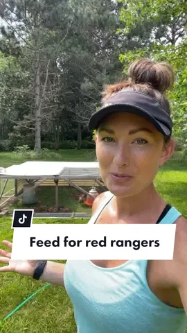 Who’s everything that you need to know in relation to feeding Red Rangers (a type of meat bird, or broiler). If you want to learn more, head over to my website (link in bio) and type “red ranger” in the search bar #fyp #meatbirds #pasturedpoultry #broilerchicken #chickenfeed