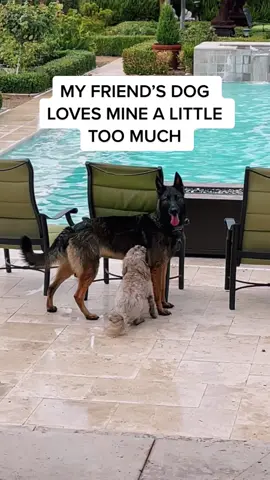 Who Can Blame Him? The Pup Is Just Adorable