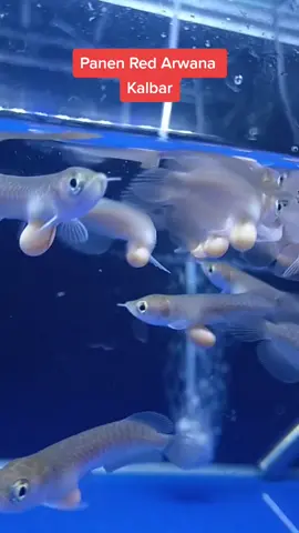 Panen Red Arwana: 1 induk menghasilkan 37 ekor anak dengan kisaran harga pasar anakan arwana saat ini perekor: 1,2 juta. #arwanasuperred #arowanaindonesia #arowanafish #fypシ #fyp