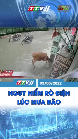 Nguy hiểm rò điện lúc mưa bão #thtayninhgiaitri #MCV #tiktoknews #news #socialnews #netbiz #netlove