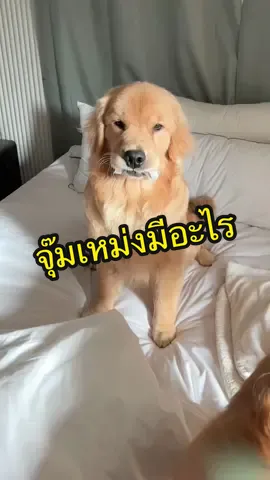 จุ๊มเหม่งมีอะไร #สวนสัตว์tiktok #โกลเด้นเป็นหมาตลก #ถ้าสัตว์เลี้ยงพูดได้ #fyp