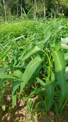 petik sayur di ladang #harvesttime #pedesaan #sayur #fyp #panen