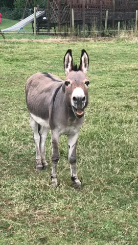 Funny Donkey Sound #donkey #donkeysound #donkeysoftiktok #donkeynoise #funnyvideos
