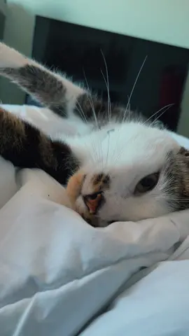 The sweetest baby you’ll ever meet. 🥹 #catsoftiktok #PetsOfTikTok #furbaby #foryou #foryoupage #fyp