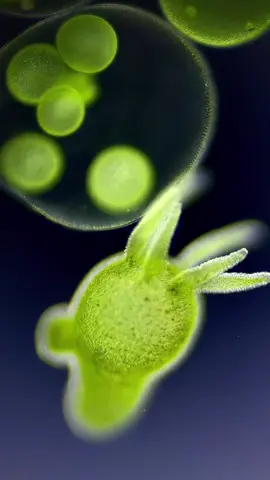 Hydras and Volvox 🐙These graceful and alienesque critters are named Hydra viridissima and are among  the main representatives of freshwater Cnidarians, a primitive animal group that includes jellyfish, corals and sea anemones! Hydras are found in all continent across the Earth except for Antarctica and are one of the simplest multi-cellular forms of life known to humanity. Their green colour is due to a symbiotic relationship with Chlorella, a green algae that lives inside the hydra’s cells producing sugars from sunlight and giving some of this precious energy to the hydra in exchange for protection against predators and a well-suited environment! This relationship is mutualistic, meaning that they both benefit from the partnership. This source of sugar can be critical for hydras, especially when they can’t find anything to eat!There are aout 11 000 different species forming the Cnidaria phylum and all of these species are characterized by specialized cells called cnidocytes. These stinging cells are most abundant on the tentacles and when triggered by a predator or a prey, they explosively unleash their content made of a nematocyst equipped with barbs, spines and a long filament. This nematocyst is what makes Cnidarians effective predators by injecting a paralyzing cocktail of neurotoxins or by entangling their preys. Can you see small spikes on the tentacles? These are the cnidocils! When triggered by a prey, they discharge the nematocysts, which are visible as  small circles near their respective cnidocil 👀 Freshwater hydras prey on small invertebrates like crustaceans, annelid worms, insect larvae and small larval fish.Video taken with my iPhone mounted on a BA310E Motic microscope with an @ilabcam adapter 🔬#biology #microscope #microscopy #invisible #aquarium #biologia #microscopio #science #sc#Science#pond #water #green #algae #jellyfish #sea #biologist #fyp #lake #fypシ #fypシ゚viral #tentacle #weird #relaxing #relaxingvideos #shorts #student