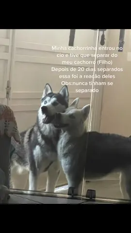 #cachorro #husky #AnimaisNoTikTok #