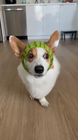 This is what happens when you happen to have a corgi, a watermelon, and a diy queen best friend    @yydsjb12