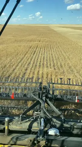 Combining winter wheat. Glentworth SK 🇨🇦 #saskatchewan #harvest2022 #farmtok #winterwheat #newholland #cr9090 #catchallenge #jerryreed#brandt