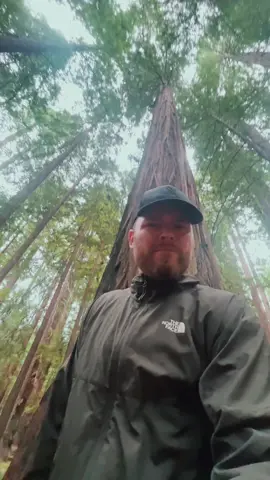 Driving through the redwoods in northern california. #travel