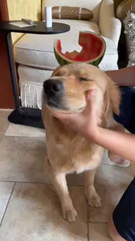 😂#dog #cute #funny #dogsoftiktok #goldenretrieverlife #fyp