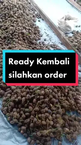 Ready Kembali silahkan di order#pinangjambi #kecambah #bibitpinangunggul #pinangbetarajambi #kecambahpinang #kecambahpinang #pinang #kecambahunggul #kecambahpinangbetara