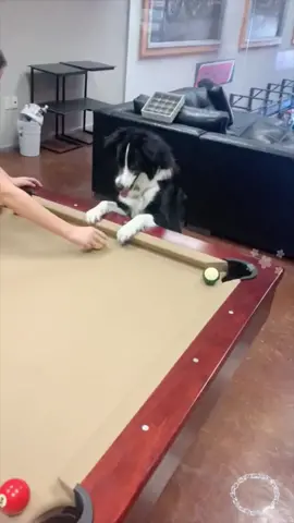 Be beyond belief... #pet #cute #lovely #fyp #fypシ #foryou #foryoupage #funny #dog #lovinpet