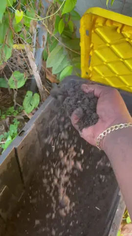 I swear i need a studio in the garden🎙💚🌱💯 #gardeningwithgoo #greenthumbgang #goofacts #fyp