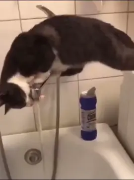 poor cat #bath #dumbasscatstuckindatub #wholetthishappen #africa #Soccer #thelasttwohashtagsweretotallyirrelevant