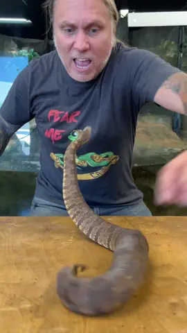 Luckily this snake is non venomous, even tho he is called a viper boa he is still a constrictor #snake #reptile