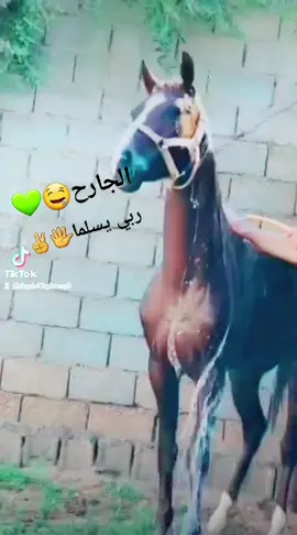 #ليبيا #محبين_الخيل❤🐎 #مصراته #مسلاته #الخمس #زليتن #ابوشعاله😍🔥👊 #عقد_الصافينات_الجياد #