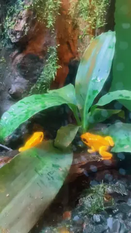 La rana dorada venenosa, rana dardo dorada o rana de dardo venenosa (Phyllobates terribilis) es un anfibio anuro de la familia Dendrobatidae endémica de la costa pacífica colombiana. Este anfibio es actualmente considerado el animal más tóxico y venenoso del mundo.#terribilis #venenoso #colombia #ranadorada #ranadardodorada
