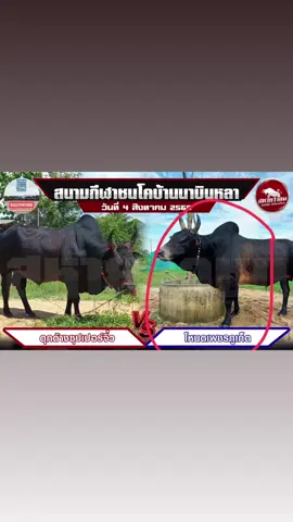 #เอาวัวรองมาต่อรองให้รู้จัก  #พรุ่งนี้เชียร์  #โหนดภูเก็ต #ราคารองเเต่ทอให้รู้จักครับ   #ราเชนV9999