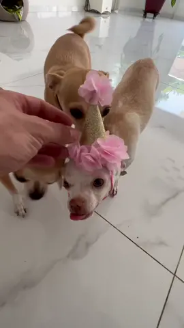 But  Niki its your birthday why you still mad on me😩😩( אין גם ביום הולדת שלה היא תתהפך עליי😆) #dog #angrydog #chihuahua #fyp #nikiozeri #niki #mreviatar