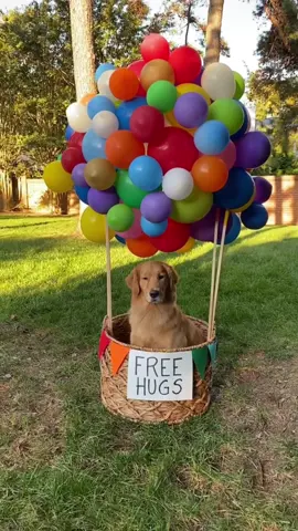 Share this post with someone who needs a HUG✨#freehugs #dog #goldenretriever #dogtok #fypシ