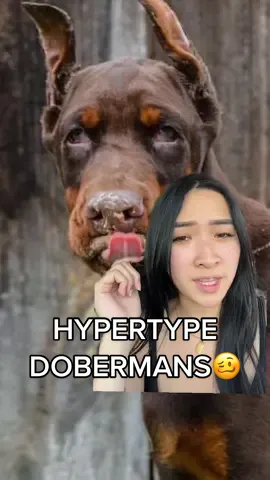 Ah yes the hypertype doberman…also wanted to talk about the health problems that can arise with this type of breeding. Most of the time the dam and sire are not fully health tested, and they are just bred to produce “giant” type dogs. Honestly, horrible breeding practices that should be looked out for. #doberman #dog #fy #foryou #fyp