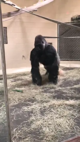Tokyo Drift Gorilla