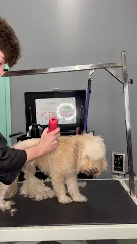 #doggrooming #matteddog #dogsbylogan