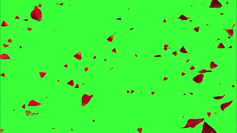 #rosepetals #greenscreen #effects