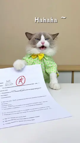 Puff’s teaching some important school lifehacks today #cats #catsoftiktok #thatlittlepuff #school